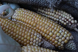玉米,蔬菜,黃色
