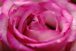 花,開(kāi)花,玫瑰