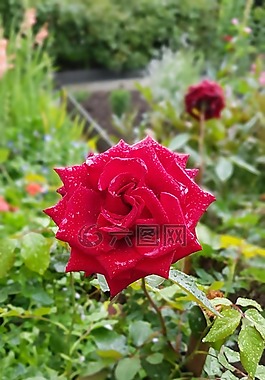 鮮花,花,花卉