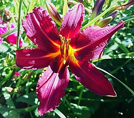莉莉,花卉,鮮花