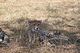 非洲,野生動物園,坦桑尼亞
