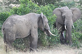 非洲,野生動(dòng)物園,坦桑尼亞