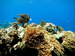 海,潛水,珊瑚