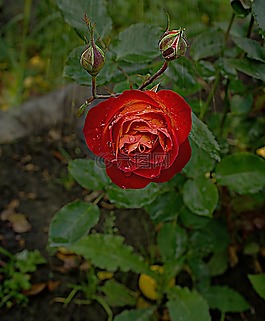 秋季,花园,雨