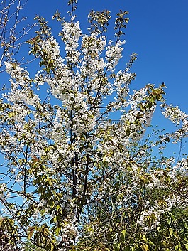 樹花,鮮花,春天