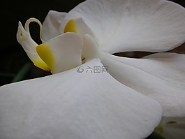 宏,白,蘭花