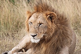 非洲,野生動物園,坦桑尼亞