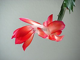 weihnachtskaktus,紅色,廠