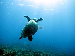 海,龜,潛水員