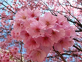 东京,樱花,日本