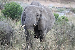 非洲,野生動物園,坦桑尼亞