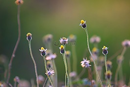 花,自然,花園