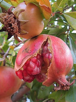 石榴,甜,紅色