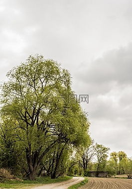 性質(zhì),離,樹木
