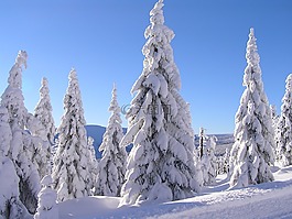 冬天,雪,樹