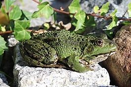 青蛙,綠色,動物