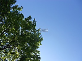 樹(shù),分支機(jī)構(gòu),綠色