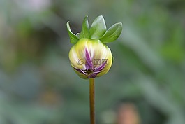 花蕾,顏色,綠色