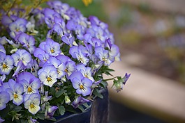 花,植物區(qū)系,自然