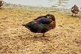 鴨,湖,睡眠