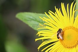花,蜜蜂,昆蟲