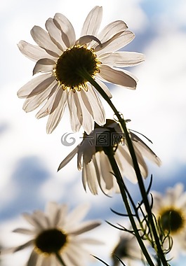 花,花園,開花