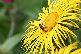 花,蜜蜂,昆蟲