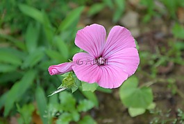 花,粉色,蓬勃發(fā)展