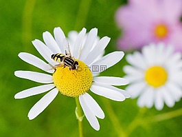 花,花園,開花