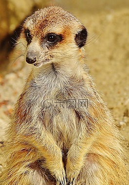 獴,動物,性質(zhì)