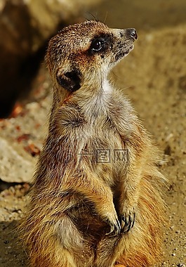 獴,動(dòng)物,性質(zhì)