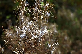 秋,植物,種子