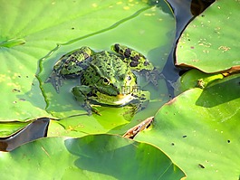 蛙池,青蛙,綠色
