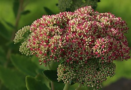 花,自然,植物區(qū)系