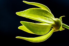 梅花,開花,花