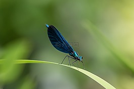 蜻蜓,蓑羽,蓝蜻蜓