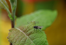 飛,昆蟲,關(guān)閉