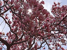 春,開花,brenches