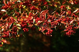 漿果,紅色,十月