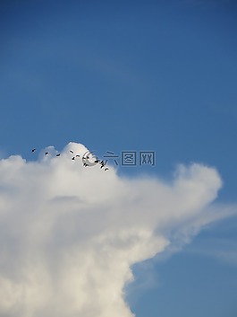 云,himmel,鳥