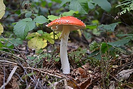 飛木耳,森林,秋季