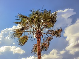 棕櫚樹(shù),風(fēng),天空