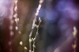 自然,戶外,瑞典