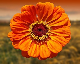 花,橙,性質(zhì)