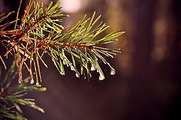 綠色,水,雨