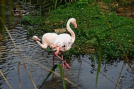 火烈鳥,粉紅色,鳥