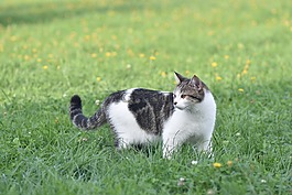 貓,動物,寵物