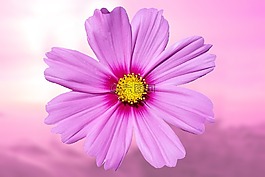 花,紫,紫色的小花