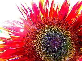 花,太陽花,育種