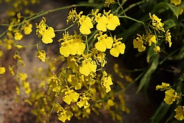兰花,金色淋浴,热带